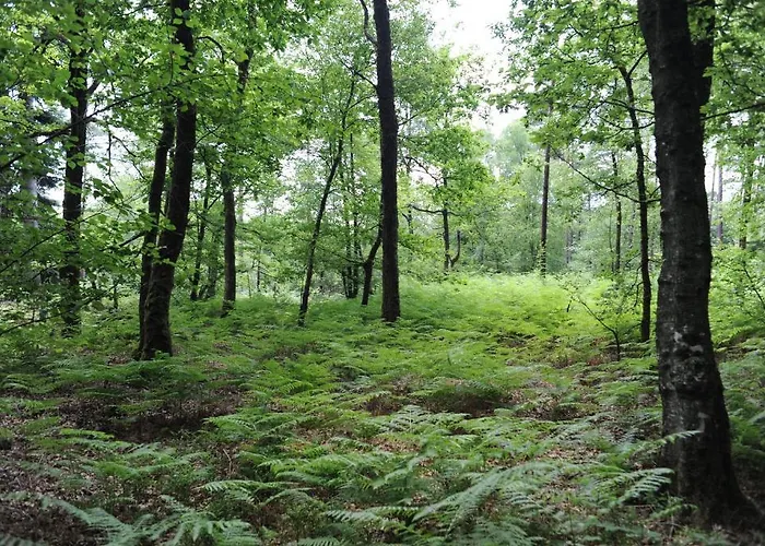 アルベール プレミア